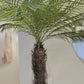 Faux Date Palm Tree