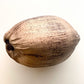 Dried Whole Coconut Decor