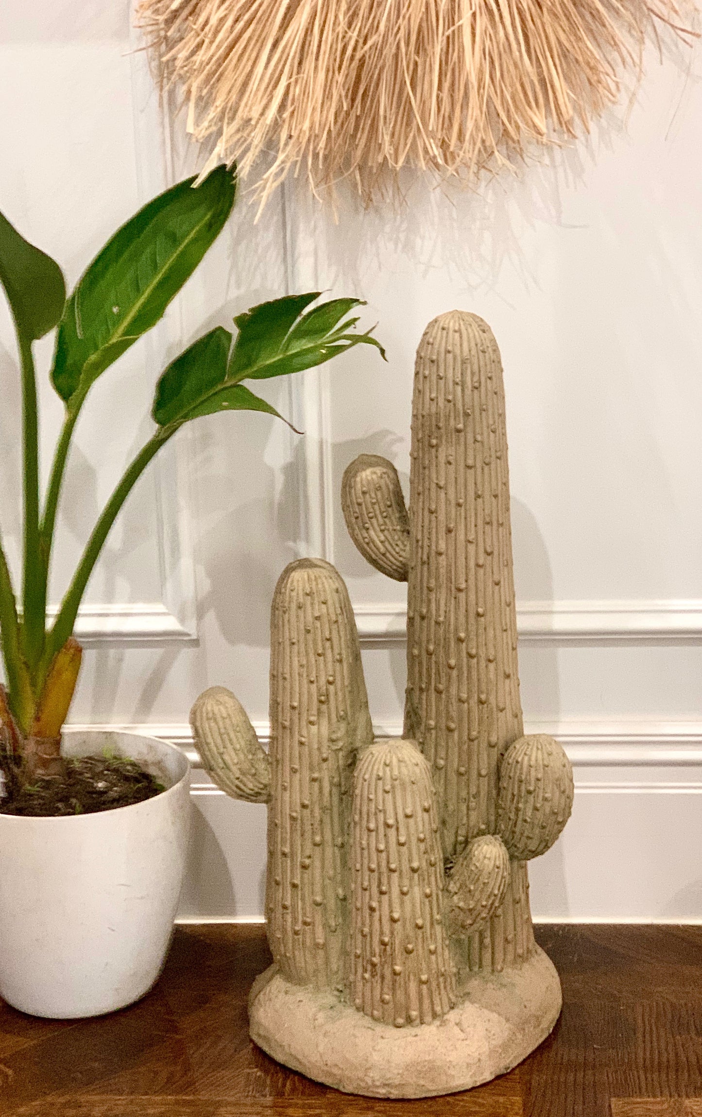 Sahara Cactus