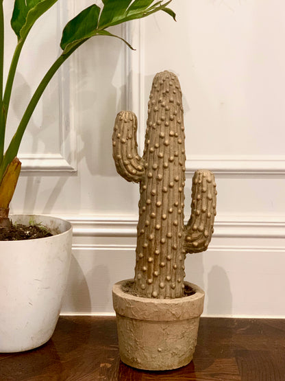 Sahara Cactus